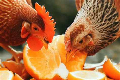 Nov 15, 2022 · The good news is chickens can safely eat small amounts of clementine fruit. But, just like anything, clementines should only be fed to your chickens in moderation. This is especially true for feeding any kind of citrus fruits to your chickens. Too much citrus is considered unhealthy for chickens, but small doses are absolutely safe. 